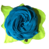 mata węchowa róża niebieska na liściu - Wywąchany przysmak